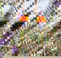 Twilight Grove Farm Bed and Breakfast - Accommodation Mooloolaba