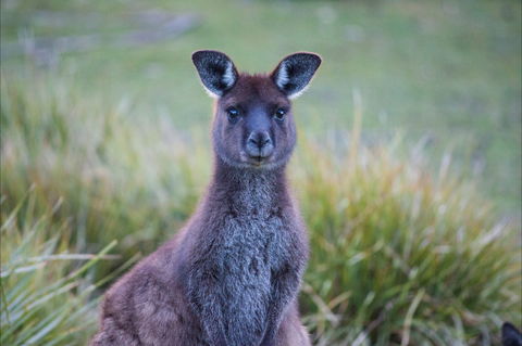 Mays Homestead - Flinders Chase National Park - Accommodation Mooloolaba 2