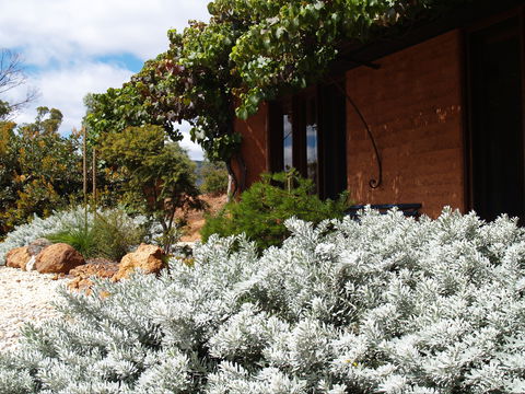 Kangaroos In The Top Paddock - Accommodation Mooloolaba 0