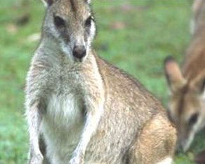 Koala Villas And Caravan Park - Accommodation Mooloolaba 5