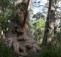 Valley of the Giants Cottage - Accommodation Mooloolaba
