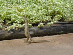 Town Caravan Park - Accommodation Mooloolaba 3