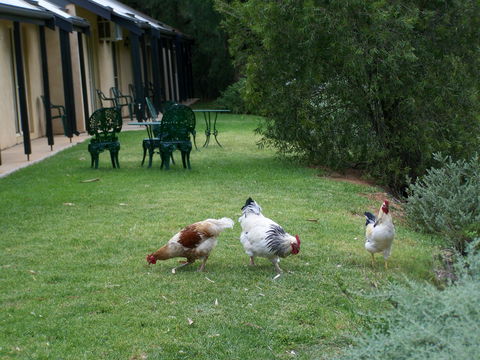 Burra Motor Inn - Accommodation Mooloolaba 2