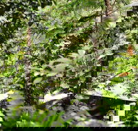 Daintree Ecolodge - Accommodation Mooloolaba