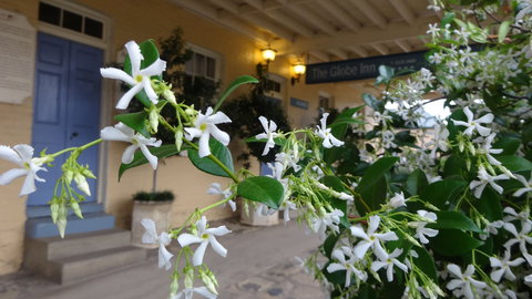 The Globe Inn - Accommodation Mooloolaba 1