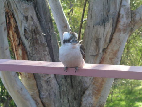 Kookaburra Dreaming - Accommodation Mooloolaba 0