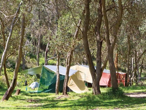 Pebbly Beach Campground - Yuraygir National Park - Accommodation Mooloolaba 1