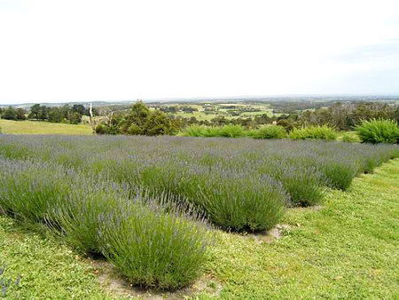 Serendipity Lavender Farm - Accommodation Mooloolaba 1