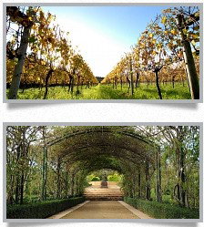 Morning Star Estate - Accommodation Mooloolaba 1