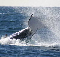Whale Watching Sydney - Accommodation Mooloolaba