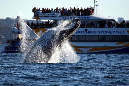 Whale Watching Sydney - Accommodation Mooloolaba 1