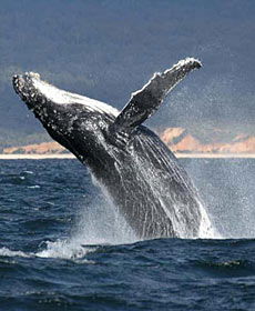 Whale Watching Sydney - Accommodation Mooloolaba 2