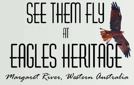 Eagles Heritage Raptor Wildlife Centre - Accommodation Mooloolaba 0