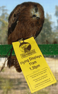 Eagles Heritage Raptor Wildlife Centre - Accommodation Mooloolaba 1