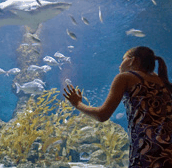 The Aquarium of Western Australia - Accommodation Mooloolaba