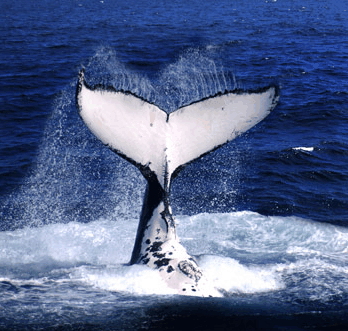 Brisbane Whale Watching - Accommodation Mooloolaba