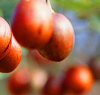 Tropical Fruit World - Accommodation Mooloolaba