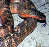 Armadale Reptile  Wildlife Centre - Accommodation Mooloolaba