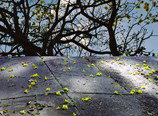 Hawthorn Studio & Gallery - Accommodation Mooloolaba 3