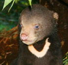 Perth Zoo - Accommodation Mooloolaba