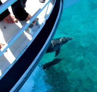 Pelican Charters - Accommodation Mooloolaba