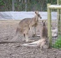Jirrahlinga Koala  Wildlife Sanctuary - Accommodation Mooloolaba