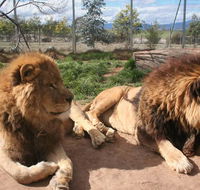 Mansfield Zoo - Accommodation Mooloolaba