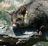 Moonlit Sanctuary Wildlife Conservation Park - Accommodation Mooloolaba