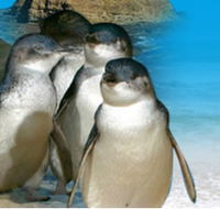 Phillip Island Penguin Parade - Accommodation Mooloolaba