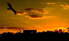 Werribee Open Range Zoo - Accommodation Mooloolaba 1