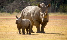 Werribee Open Range Zoo - Accommodation Mooloolaba 3