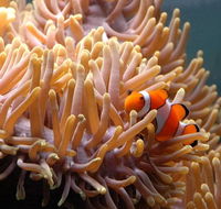 Reef HQ Great Barrier Reef Aquarium - Accommodation Mooloolaba