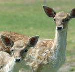 Marapana Wildlife Park - Accommodation Mooloolaba