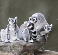 Adelaide Zoo - Accommodation Mooloolaba
