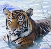 Zoo Doo Wildlife Park - Accommodation Mooloolaba