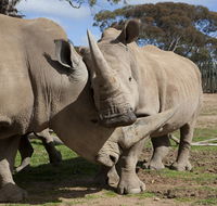 Monarto Zoo - Accommodation Mooloolaba