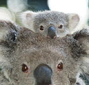 Billabong Koala and Wildlife Park - Accommodation Mooloolaba