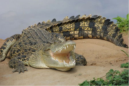 Dundee's Wildlife Park - Accommodation Mooloolaba 0