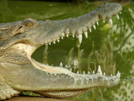 Dundee's Wildlife Park - Accommodation Mooloolaba 1