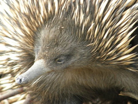 Dundee's Wildlife Park - Accommodation Mooloolaba 3