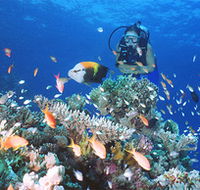 Drop Zone Dive Site - Accommodation Mooloolaba