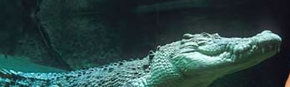 Territory Wildlife Park - Accommodation Mooloolaba 3