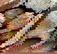 Alice Springs Reptile Centre - Accommodation Mooloolaba