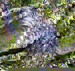 Koala Conservation Centre - Accommodation Mooloolaba