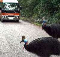 Kookaburra Tours - Accommodation Mooloolaba