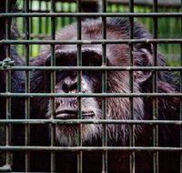 Rockhampton Zoo - Accommodation Mooloolaba