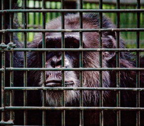 Rockhampton Zoo - Accommodation Mooloolaba 0