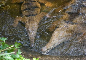 Rockhampton Zoo - Accommodation Mooloolaba 1