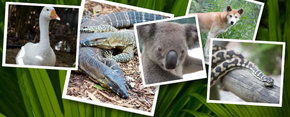 Rockhampton Zoo - Accommodation Mooloolaba 2