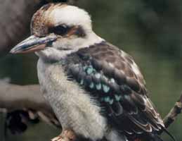Nowra Wildlife Park - Accommodation Mooloolaba 2